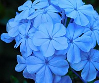 Blue flowers