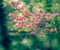 Tranquil image of a pink flower