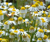 Daisies