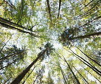 Sunlit trees