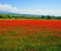 Red flowers